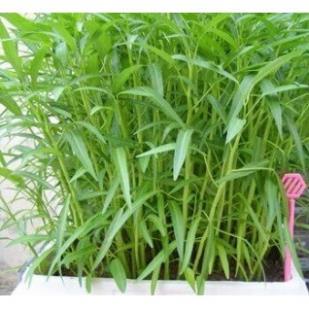 Hạt giống rau muống các loại muống ba chạc-muống lá tre-muống siêu ngọn
