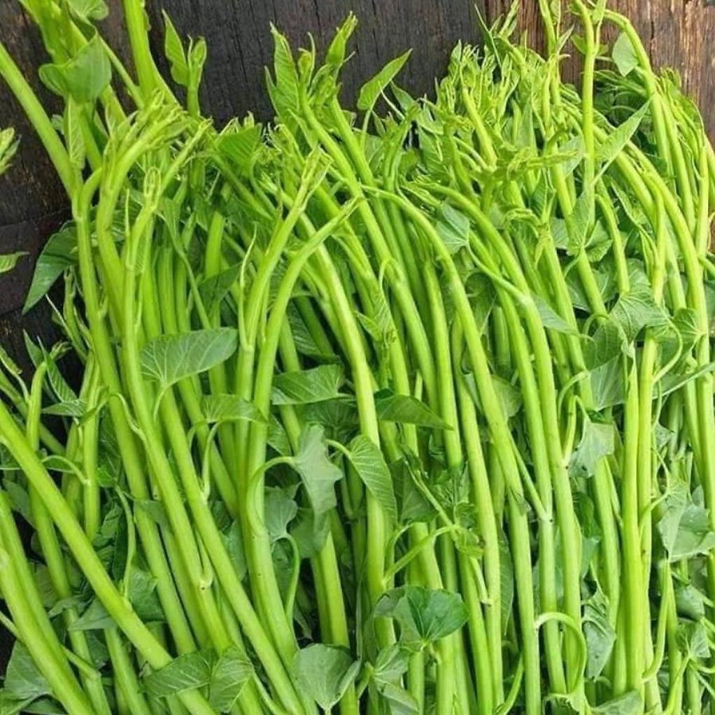 Hạt giống rau muống các loại muống ba chạc-muống lá tre-muống siêu ngọn