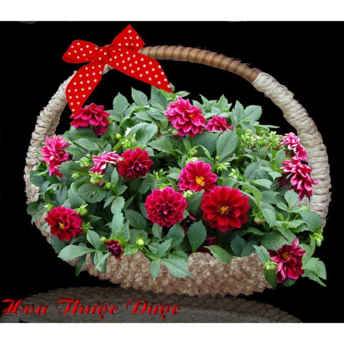 Hạt giống hoa thược dược lùn siêu bông to