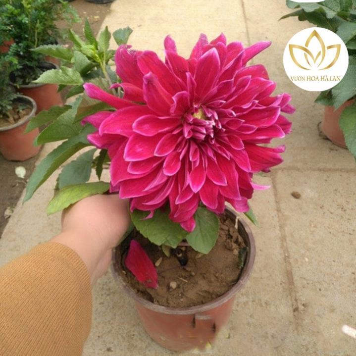 Hạt giống hoa thược dược lùn siêu bông to