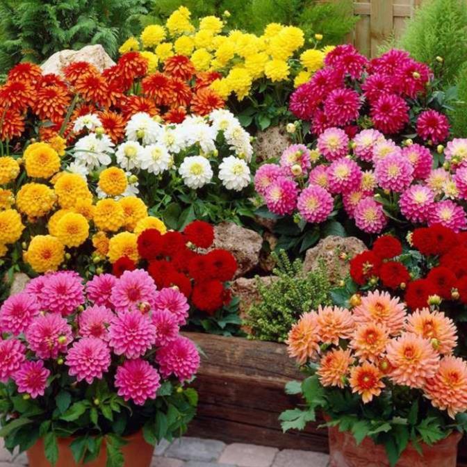 Hạt giống hoa thược dược lùn siêu bông to