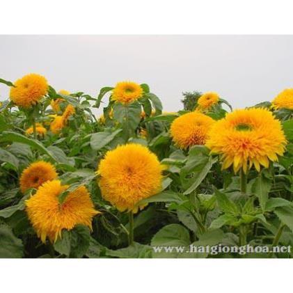 Hạt Giống Hoa Hướng Dương Kép Nhiều Cánh Hoa