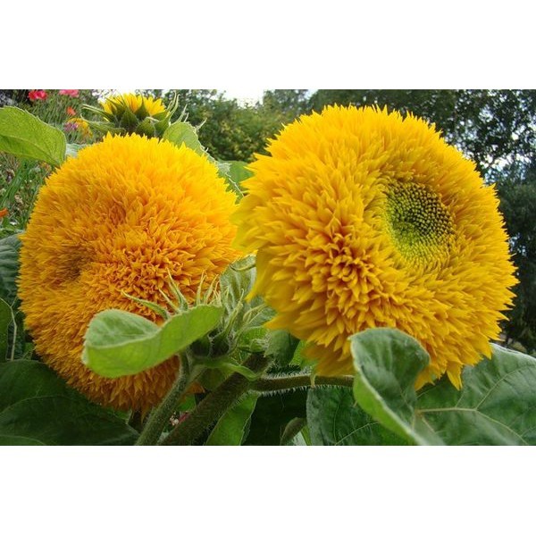 Hạt Giống Hoa Hướng Dương Kép Nhiều Cánh Hoa