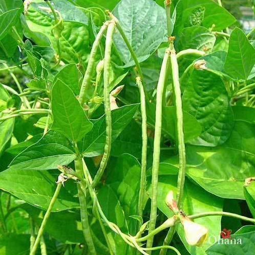 Hạt giống Đậu Đũa hàng công ty