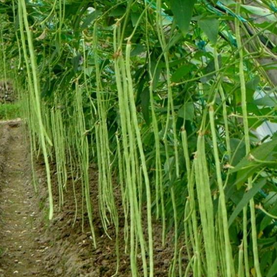 Hạt giống Đậu Đũa hàng công ty