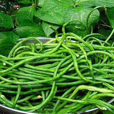 Hạt giống Đậu Đũa hàng công ty