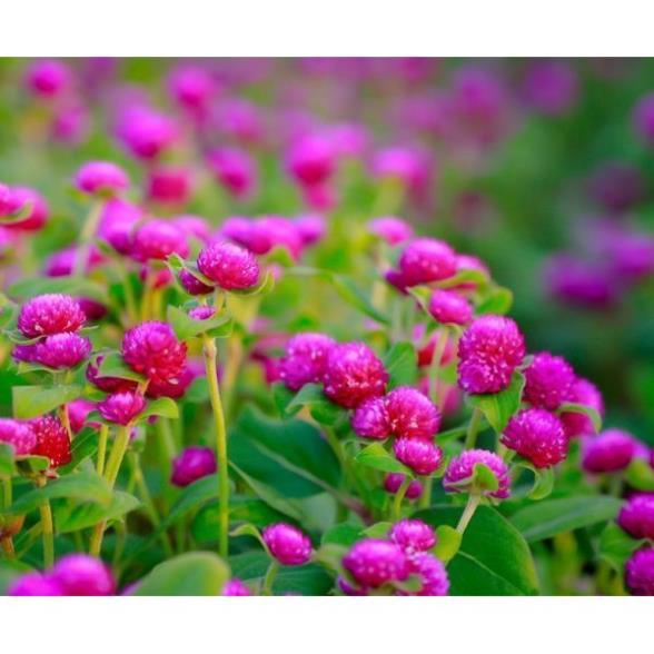 Hạt Giống Hoa Bách Nhật Mix Đủ Màu Chịu Nắng Tốt