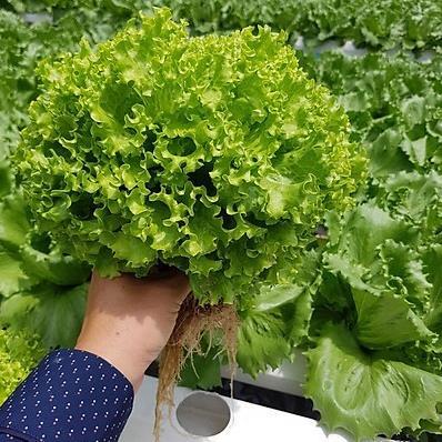 Hạt giống rau Xà lách dún xoăn gói 2gram hàng công ty
