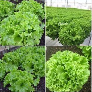 Hạt giống rau Xà lách dún xoăn gói 2gram hàng công ty