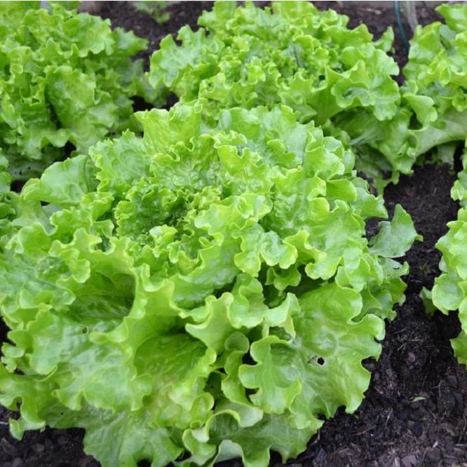 Hạt giống rau Xà lách dún xoăn gói 2gram hàng công ty