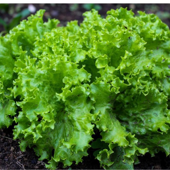 Hạt giống rau Xà lách dún xoăn gói 2gram hàng công ty
