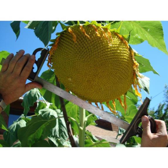 Hạt Giống Hoa Hướng Dương Khổng Lồ Bông Siêu Lớn