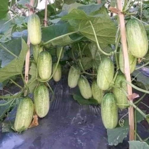 Hạt giống dưa chuột mèo khổng lồ hàng công ty