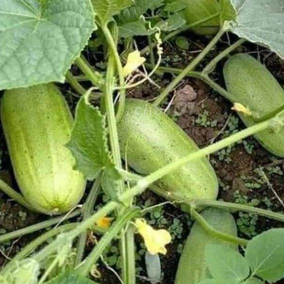 Hạt giống dưa chuột mèo khổng lồ hàng công ty