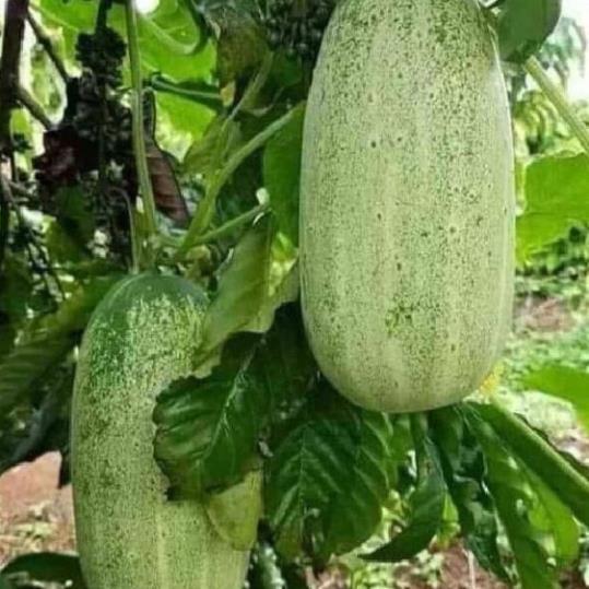 Hạt giống dưa chuột mèo khổng lồ hàng công ty