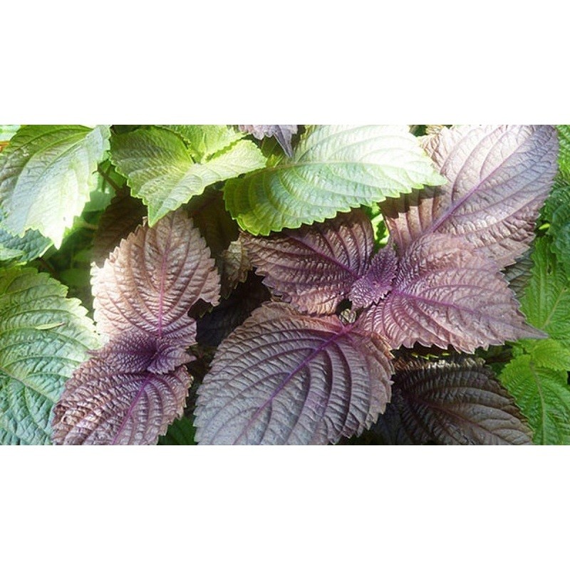 Hạt giống tía tô hàng công ty