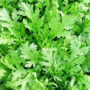 Hạt giống Cải Cúc Nếp