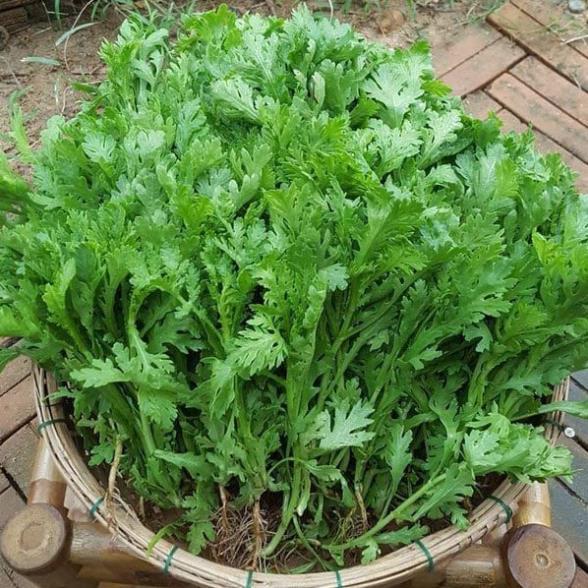 Hạt giống Cải Cúc Nếp