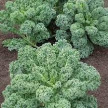 Hạt giống cải xoăn kale hàng công ty