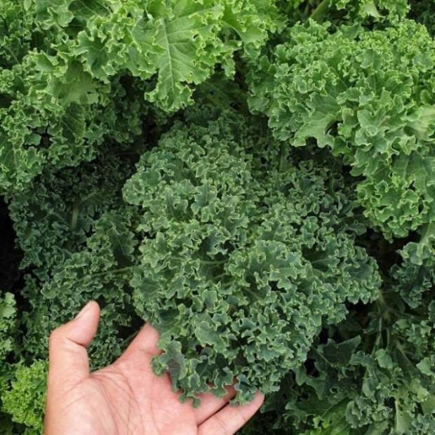 Hạt giống cải xoăn kale hàng công ty