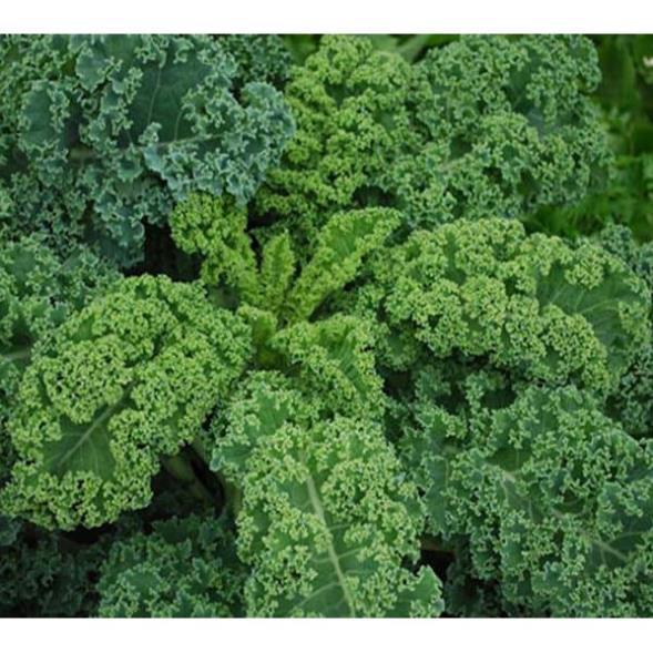 Hạt giống cải xoăn kale hàng công ty