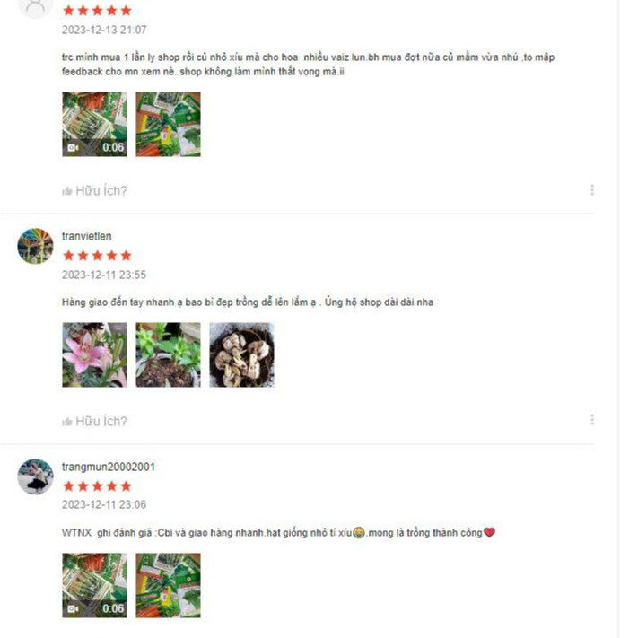 Hạt giống cải xoăn kale hàng công ty