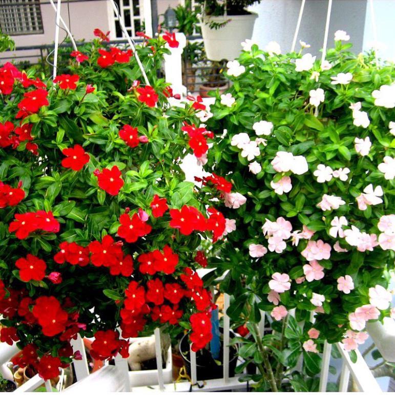 Hạt giống hoa dừa cạn rủ mix đủ màu