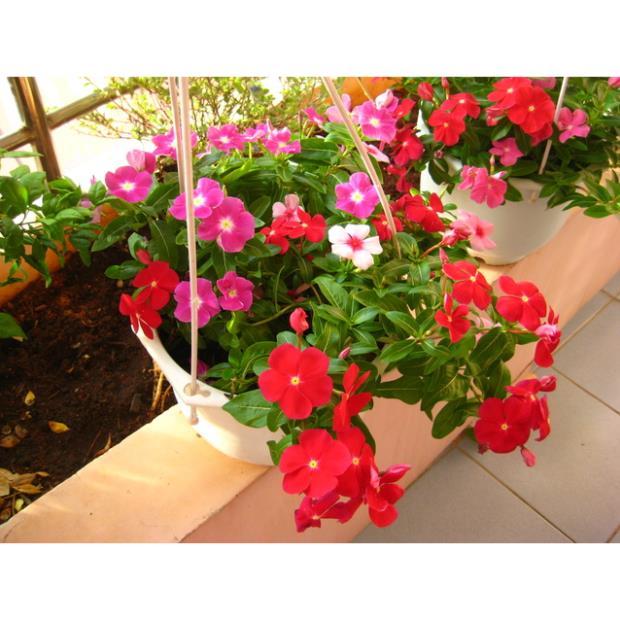 Hạt giống hoa dừa cạn rủ mix đủ màu