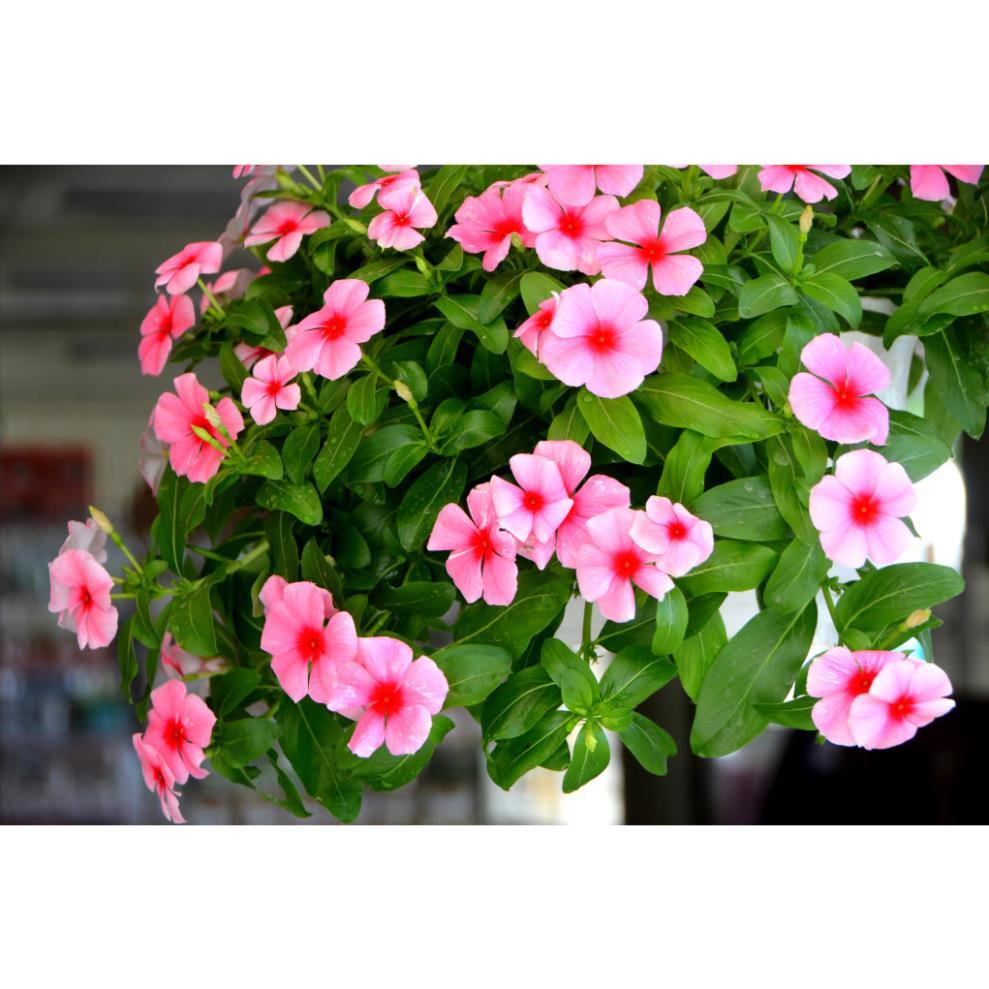 Hạt giống hoa dừa cạn rủ mix đủ màu