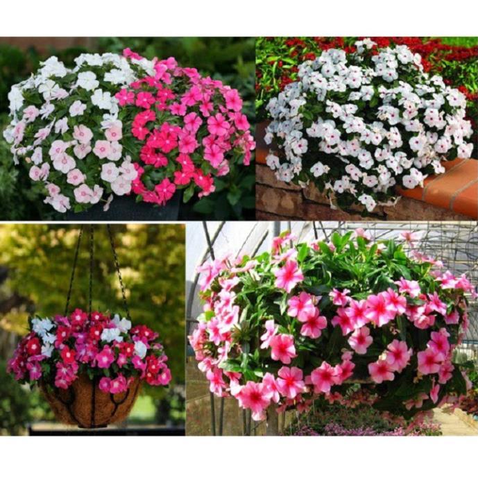 Hạt giống hoa dừa cạn rủ mix đủ màu
