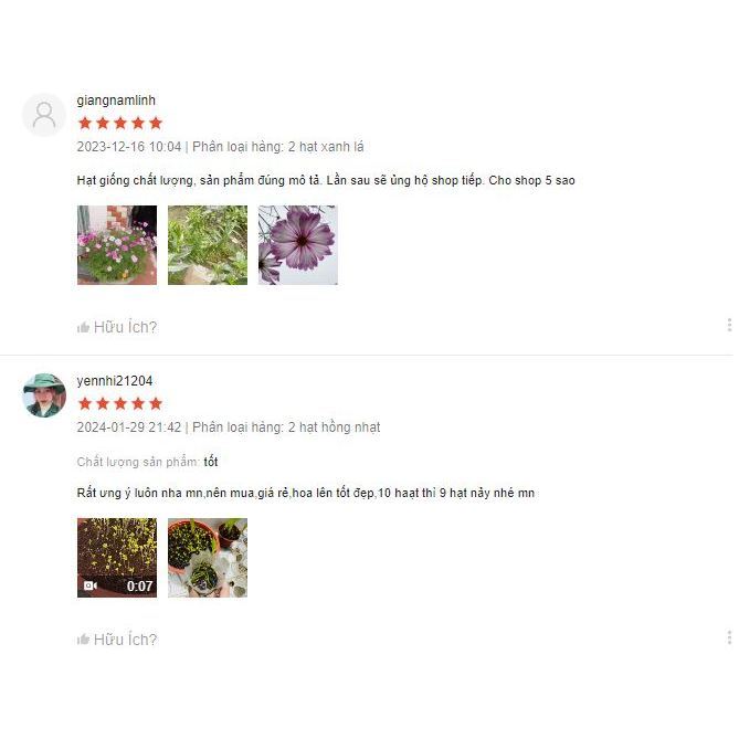 Hạt giống bầu sao dài năng suất