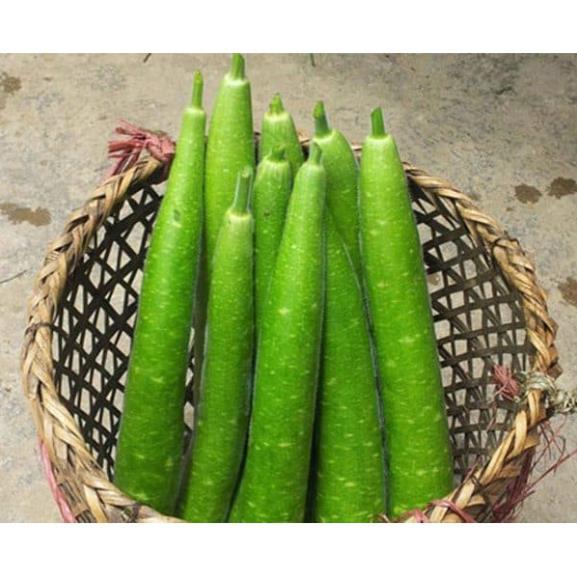 Hạt giống bầu sao dài năng suất