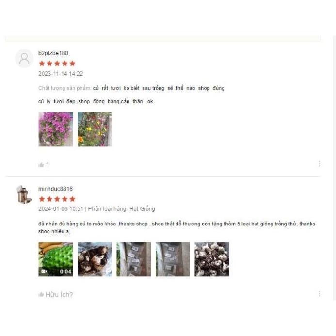 Hạt giông cải cầu vồng hàng công ty