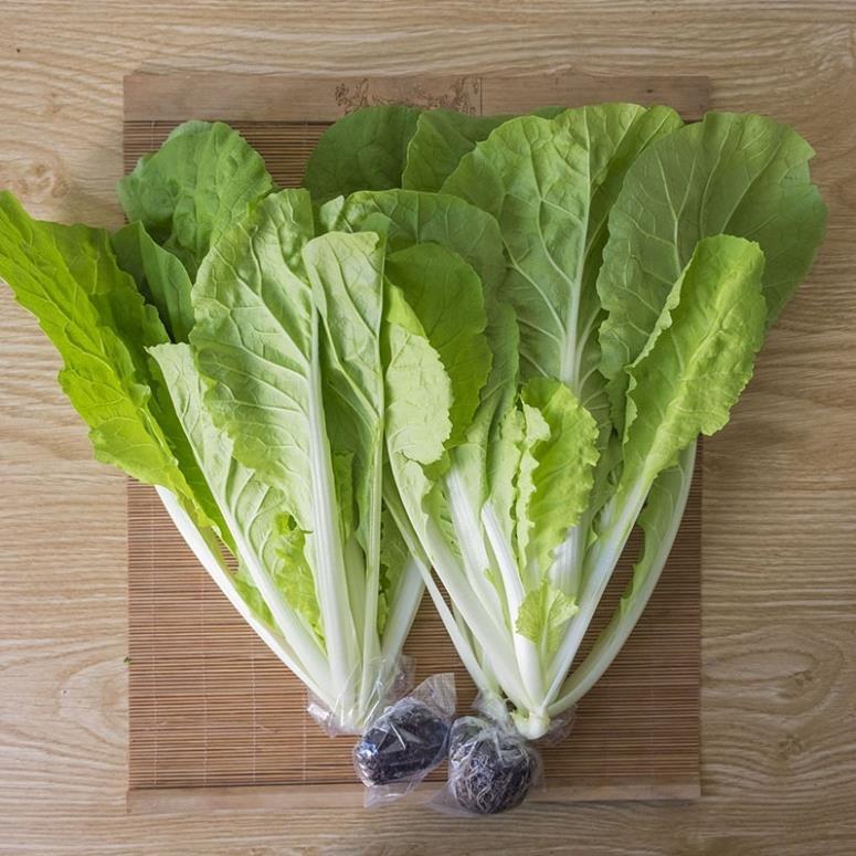 Hạt giống rau Cải Bẹ Dúm hàng công ty