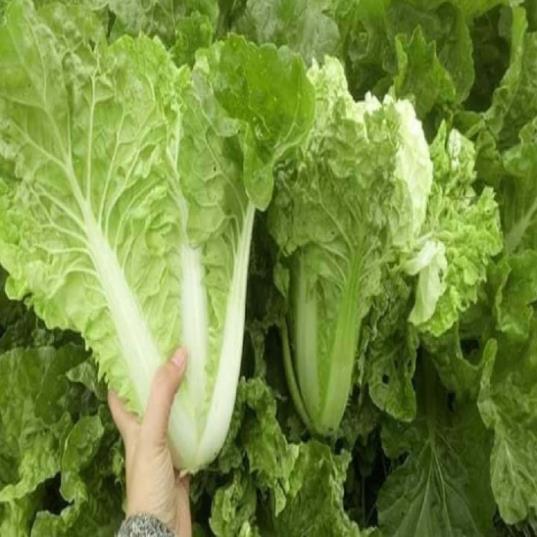 Hạt giống rau Cải Bẹ Dúm hàng công ty