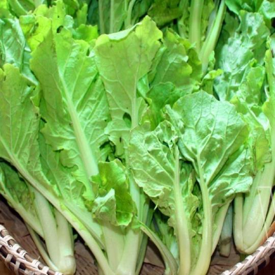 Hạt giống rau Cải Bẹ Dúm hàng công ty