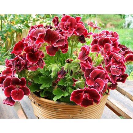 Hạt Giống Hoa Phong Lữ Thảo Bông Rất To