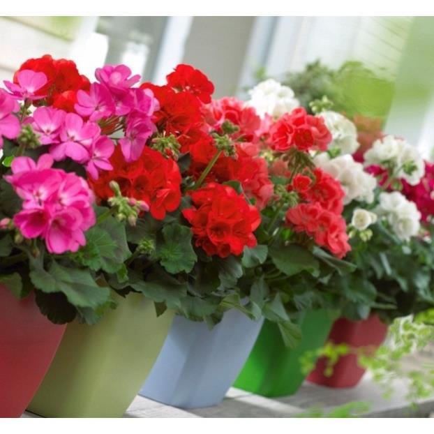 Hạt Giống Hoa Phong Lữ Thảo Bông Rất To