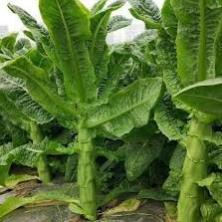 Hạt giống rau Tiến Vua (Diếp Thơm)