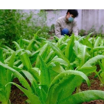 Hạt giống rau Tiến Vua (Diếp Thơm)