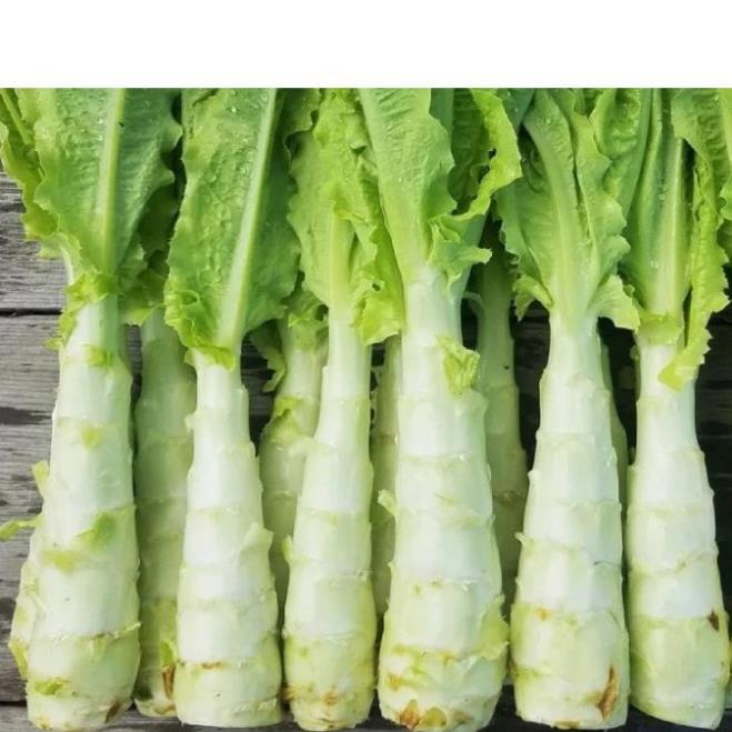 Hạt giống rau Tiến Vua (Diếp Thơm)