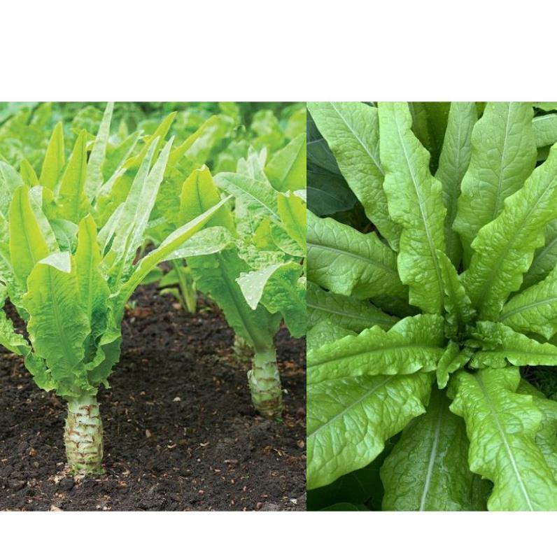 Hạt giống rau Tiến Vua (Diếp Thơm)