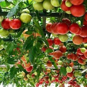 Hạt giống cà chua leo giàn bạch tuộc siêu quả