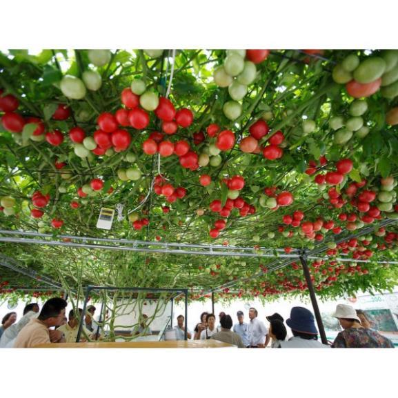 Hạt giống cà chua leo giàn bạch tuộc siêu quả