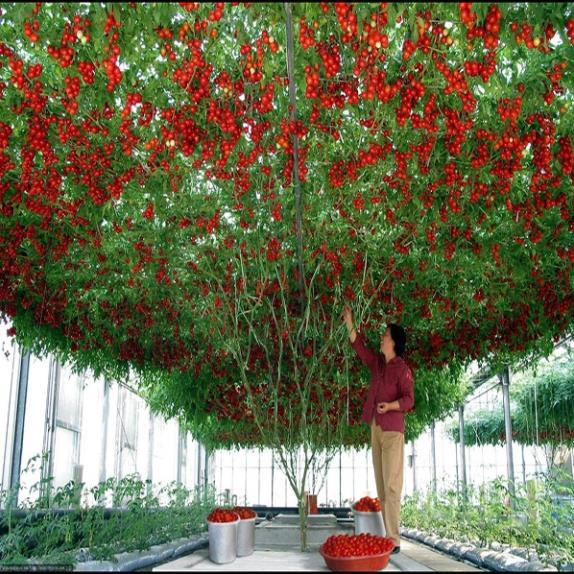 Hạt giống cà chua leo giàn bạch tuộc siêu quả