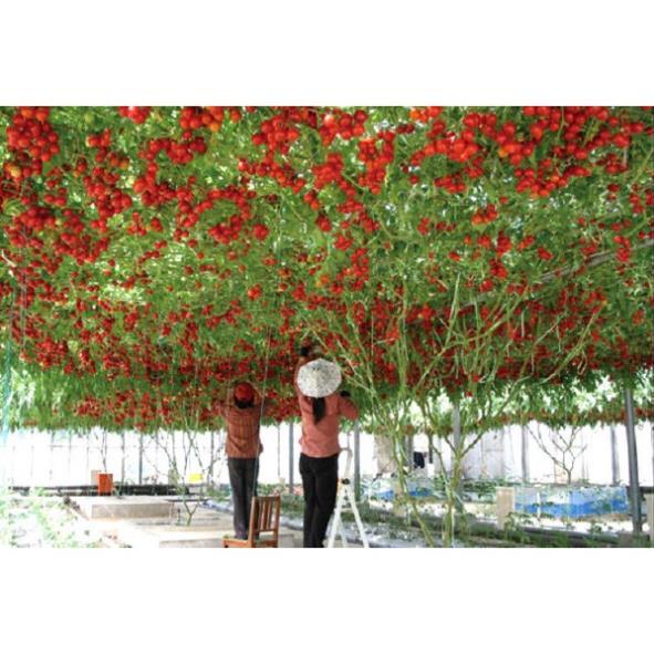Hạt giống cà chua leo giàn bạch tuộc siêu quả