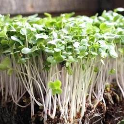 Hạt giống Mầm cải ngọt  hàng công ty