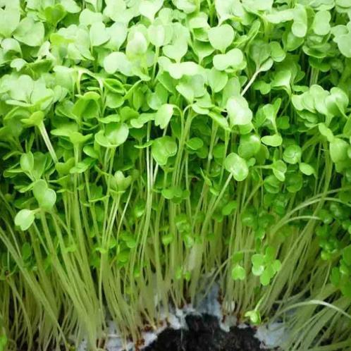 Hạt giống Mầm cải ngọt  hàng công ty