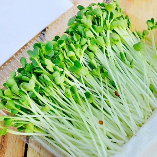 Hạt giống Mầm cải ngọt  hàng công ty