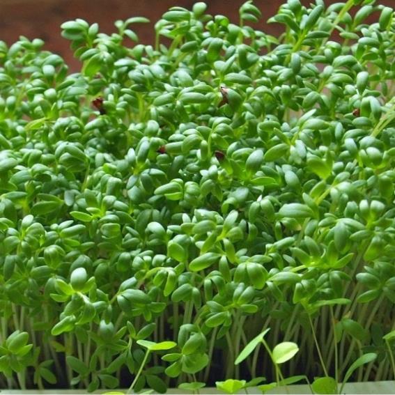Hạt giống Mầm cải ngọt  hàng công ty